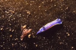 Nudibranch (Hypselodoris tricolor). Shot in Baleal, Portu... by Joao Pedro Tojal Loia Soares Silva 